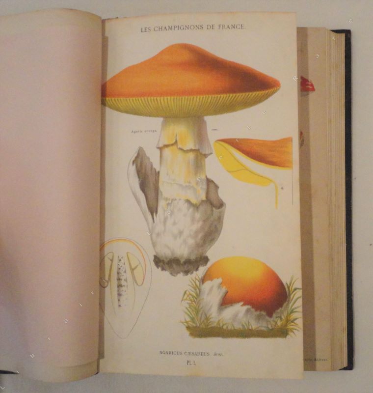 CORDIER (Franois-Simon) - Les champignons de France. Atlas seul contenant 60 planches.