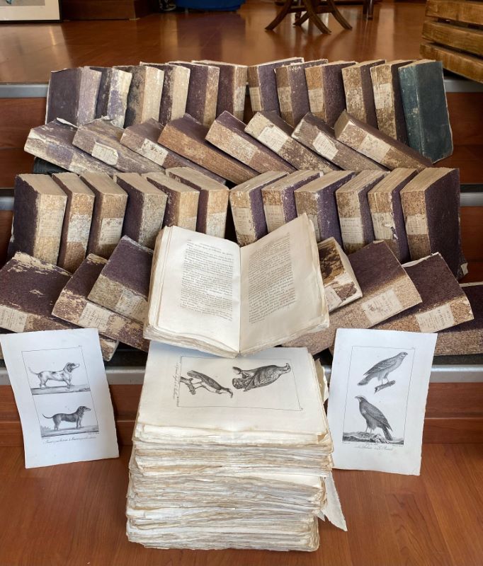 BUFFON (Georges-Louis Leclerc, comte de). - OEuvres compltes de Buffon avec les descriptions anatomiques de Daubenton son collaborateur. [Complet de ses 40 volumes]. CUVIER (Georges) Rapport historique sur les progrs des sciences naturelles depuis 1789, et sur leur tat actuel,...